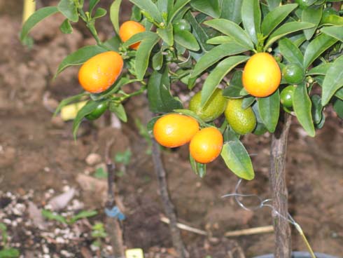  nagami