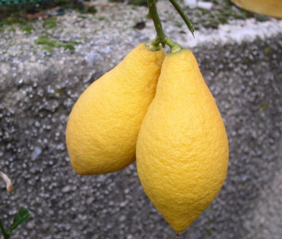  poire perettone