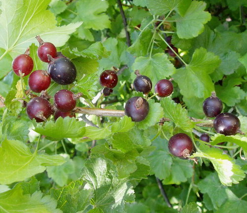  casseille
