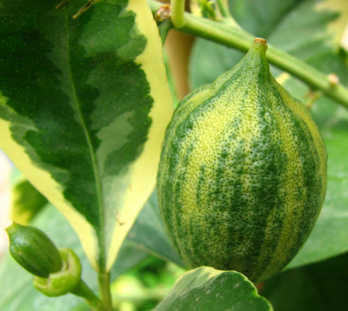  foliis variegatis