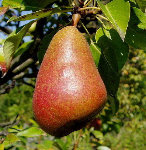  beurré clairgeau