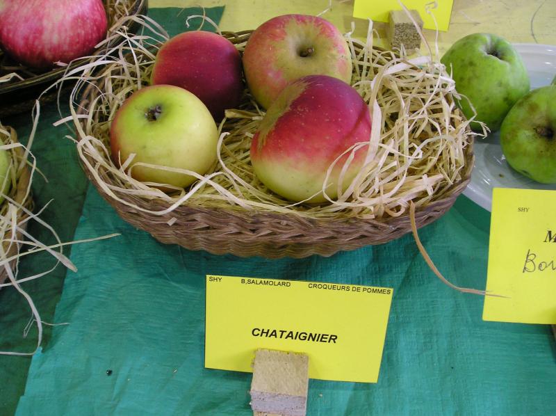  châtaignier