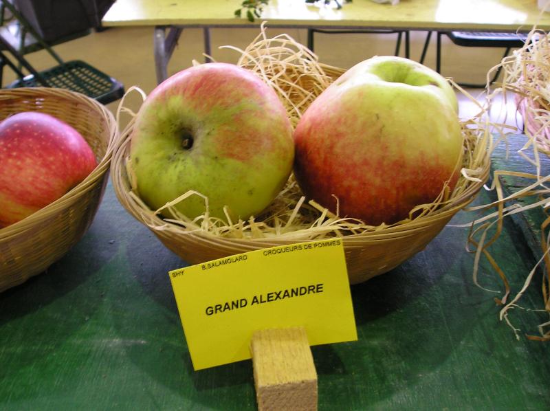  grand alexandre