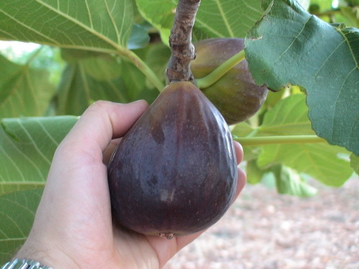  fiorone di ruvo