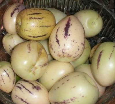  solanum muricatum