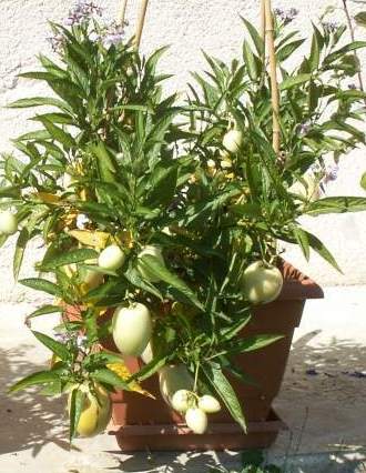  solanum muricatum