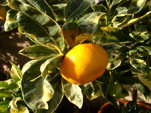  panaché