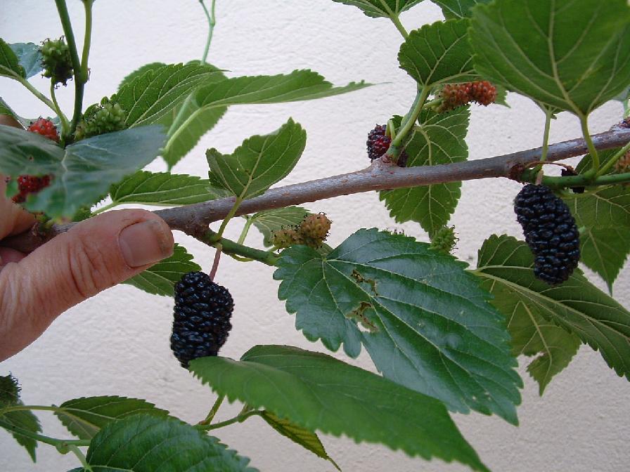  morus alba  péglé