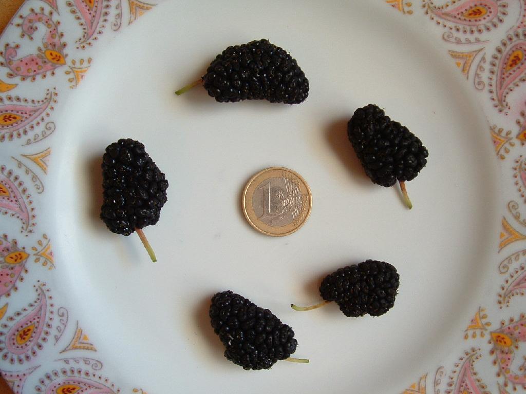  morus alba  péglé