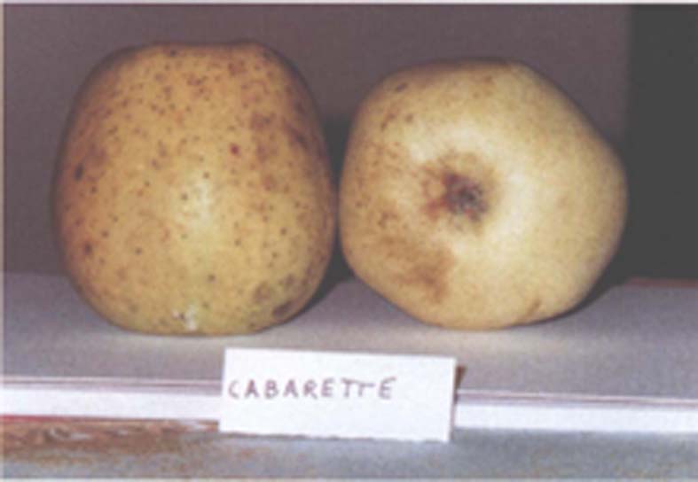  cabarette