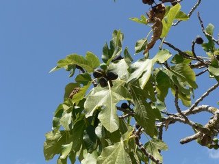  bourjassotte noire