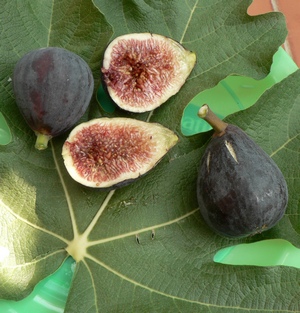  napolitaine noire