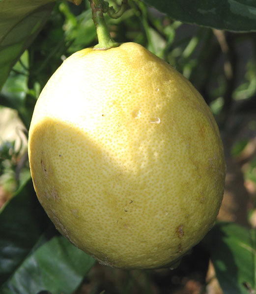  foliis variegatis