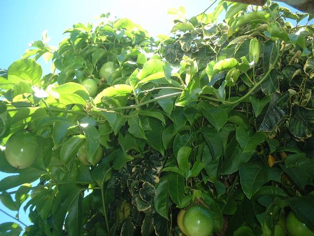  passiflora edulis var. flavicarpa