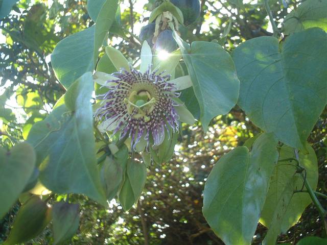  passiflora ligularis