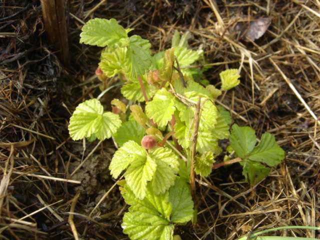  rubus articus