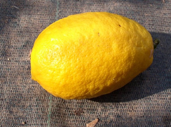  limonimedica paradisi