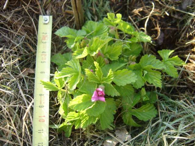  rubus articus