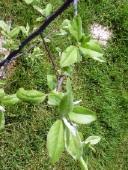  x pyronia veitchii
