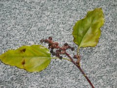  hovenia dulcis