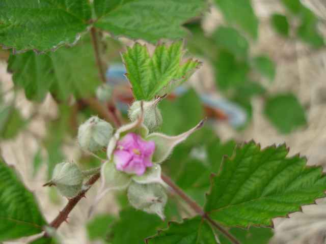  rubus dorman red