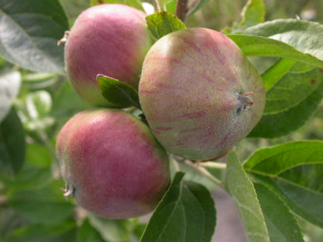  riscadinha de palmela