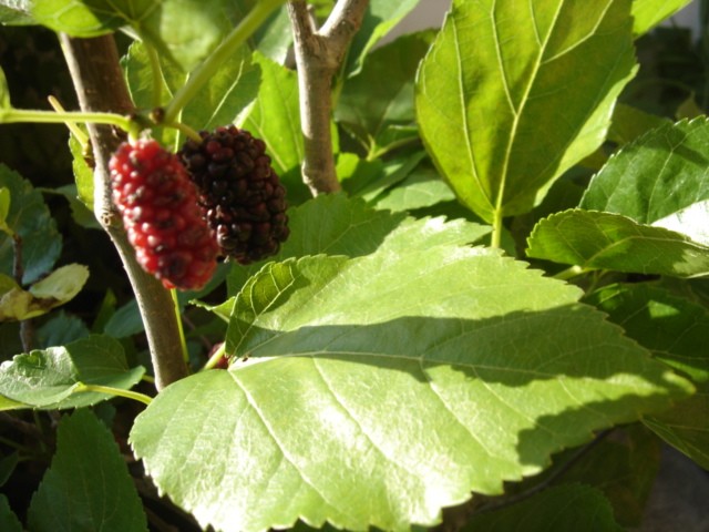 morus x nigra black english