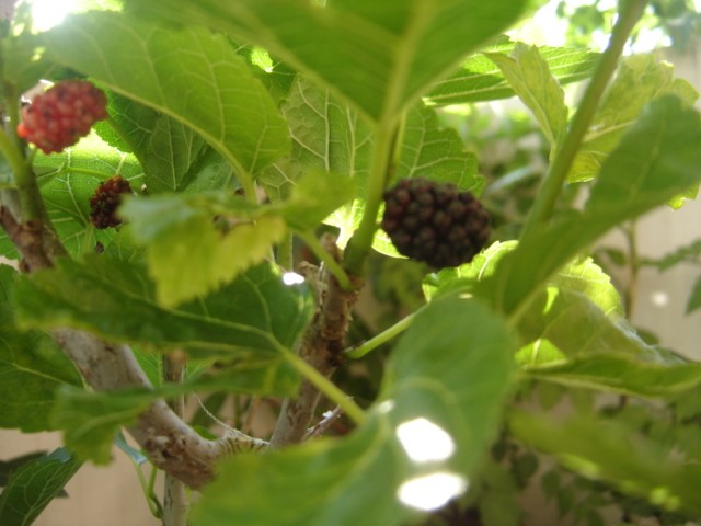  morus x nigra black english