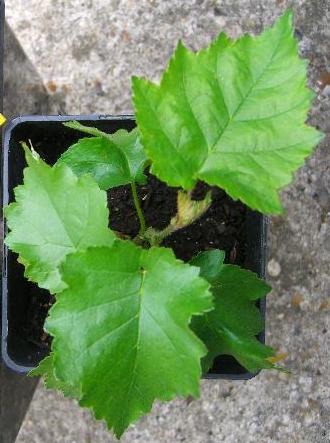  corylus colurna