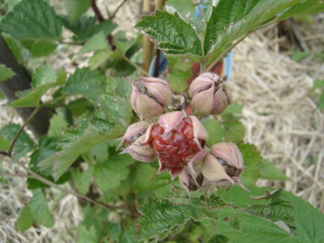  rubus dorman red