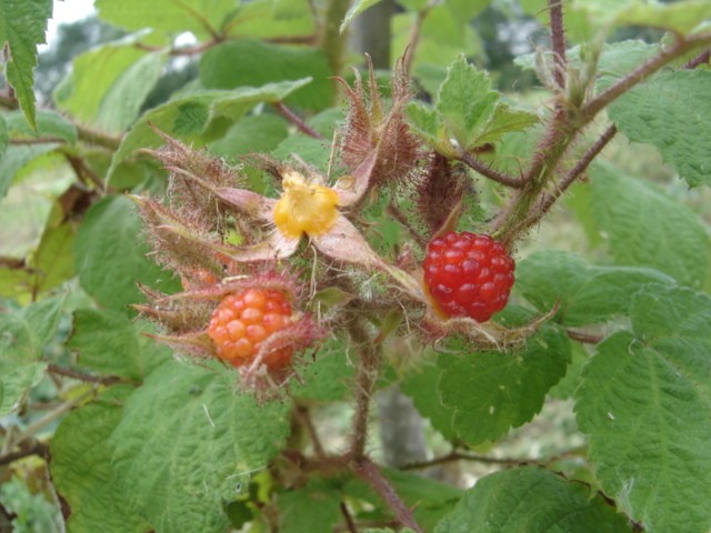  rubus phoenicolasius