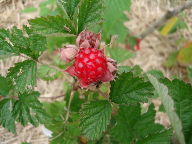  rubus dorman red