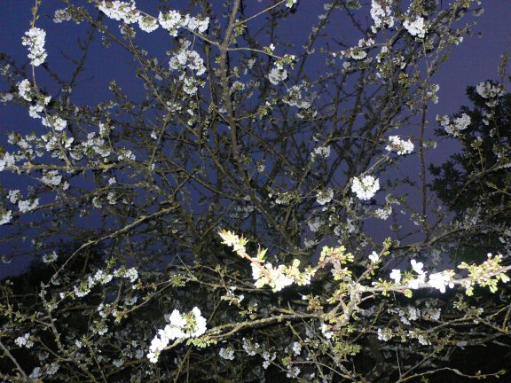  prune dorée