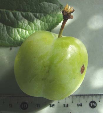  de la blache
