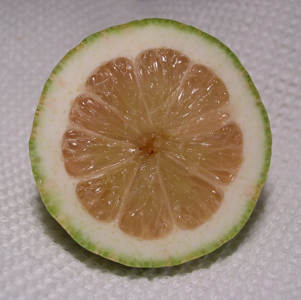  eureka panaché