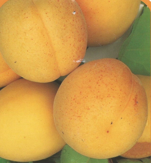  boccuccia