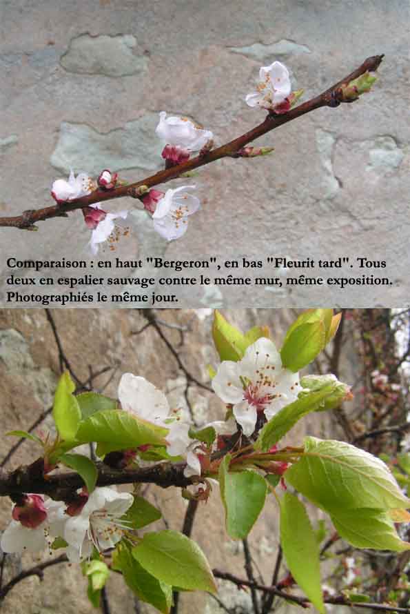  fleurit tard