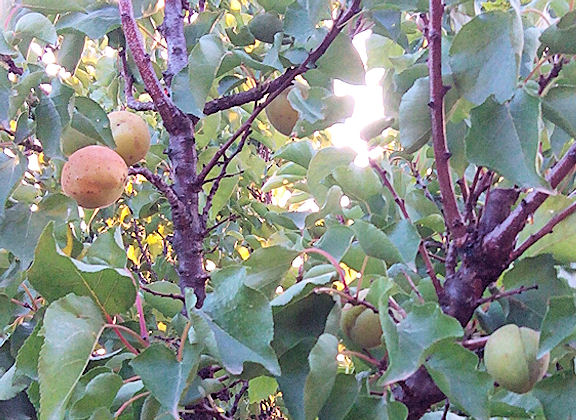  lisciarnino - douce  graines
