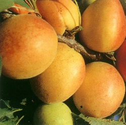  pisana