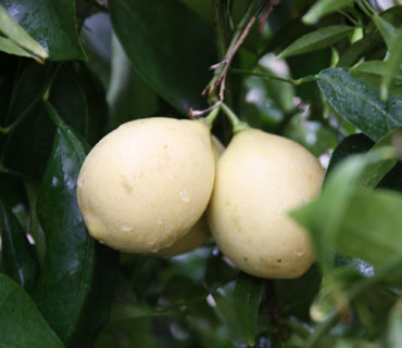  bergamote de palerme