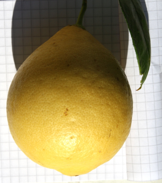  bergamote de palerme