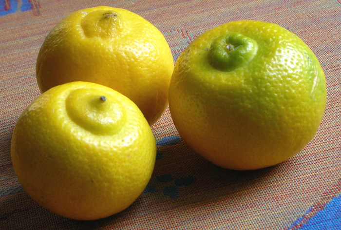  bergamote de tunis