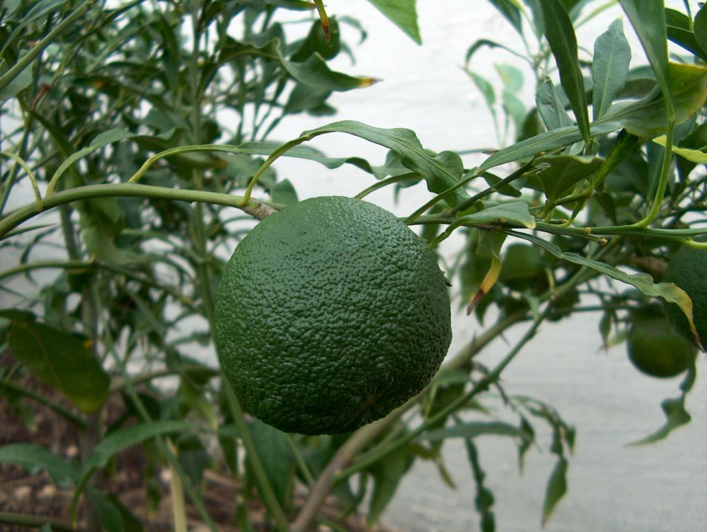  granito