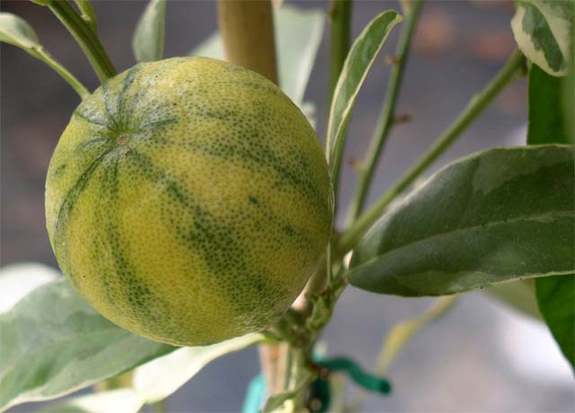  panaché