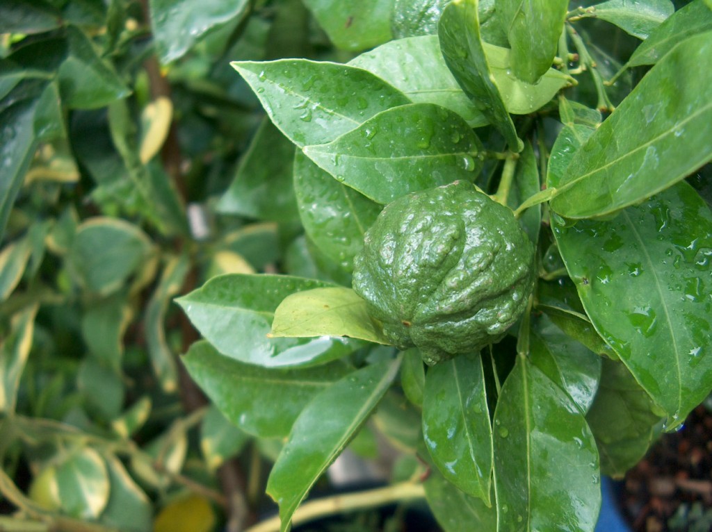 striata