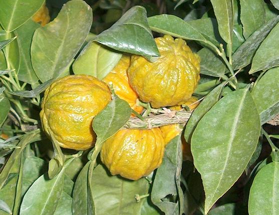  striata