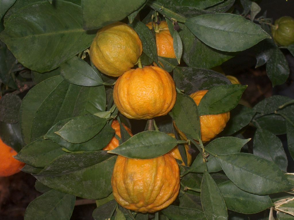  striata