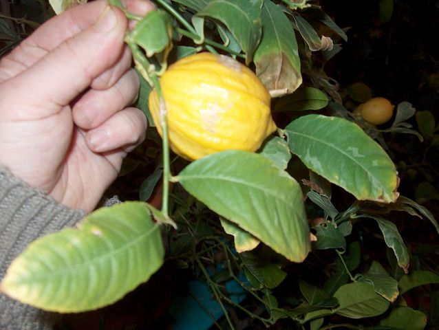  panaché