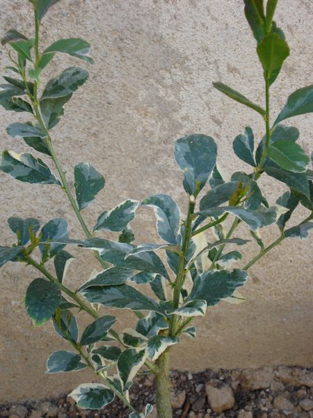  panaché