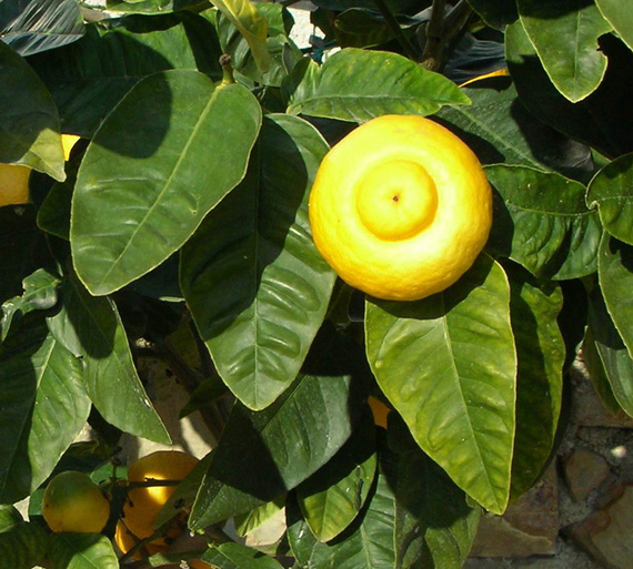  rhobs el arsa